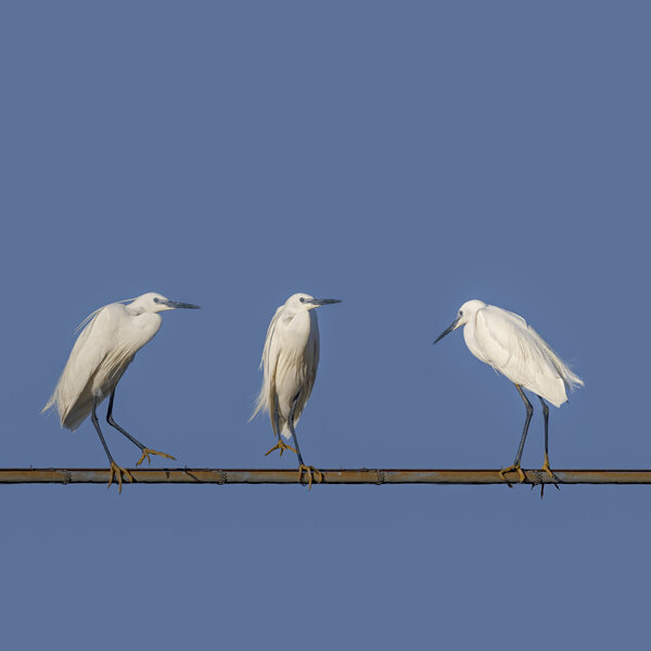 Three little egrets - (Egretta garzetta).jpg