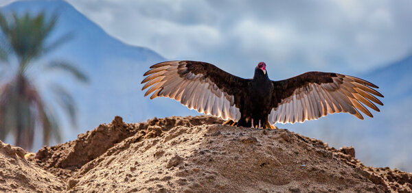 Turkey Vulture-4.jpg