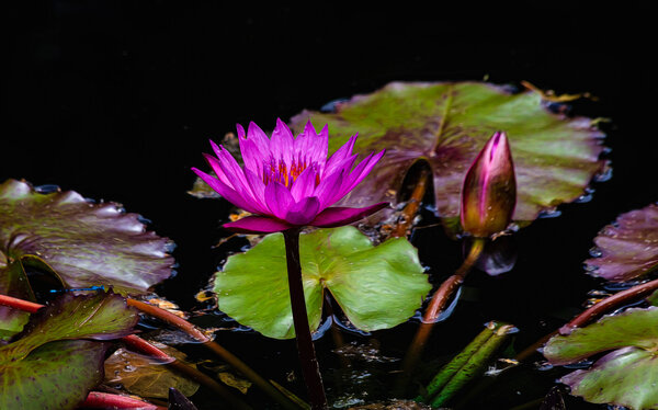 Water Lily-11.jpg