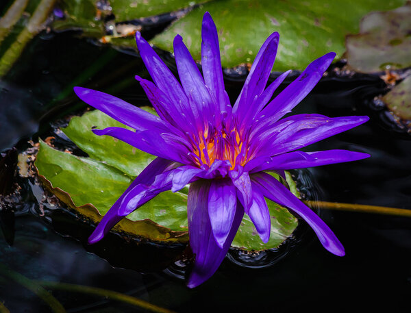 Water Lily-12.jpg
