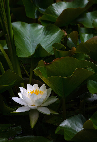 Water Lily-13.jpg