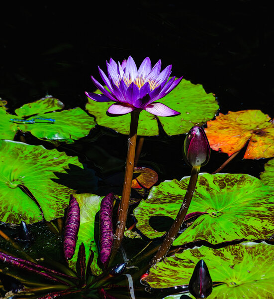 Water Lily-18.jpg