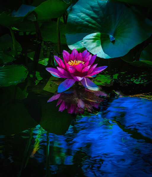 Water Lily-20.jpg