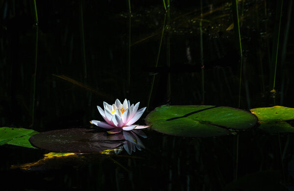 Water Lily-21.jpg