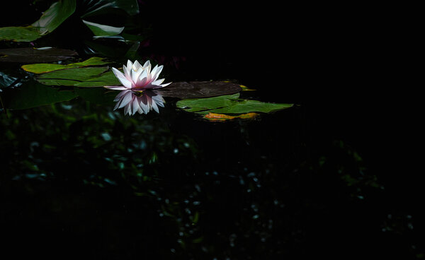 Water Lily-22.jpg