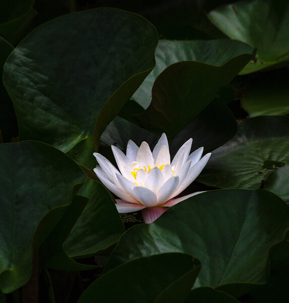Water Lily-8.jpg