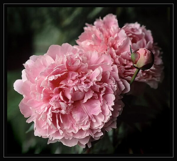 Flower : Pink ( Peonies )